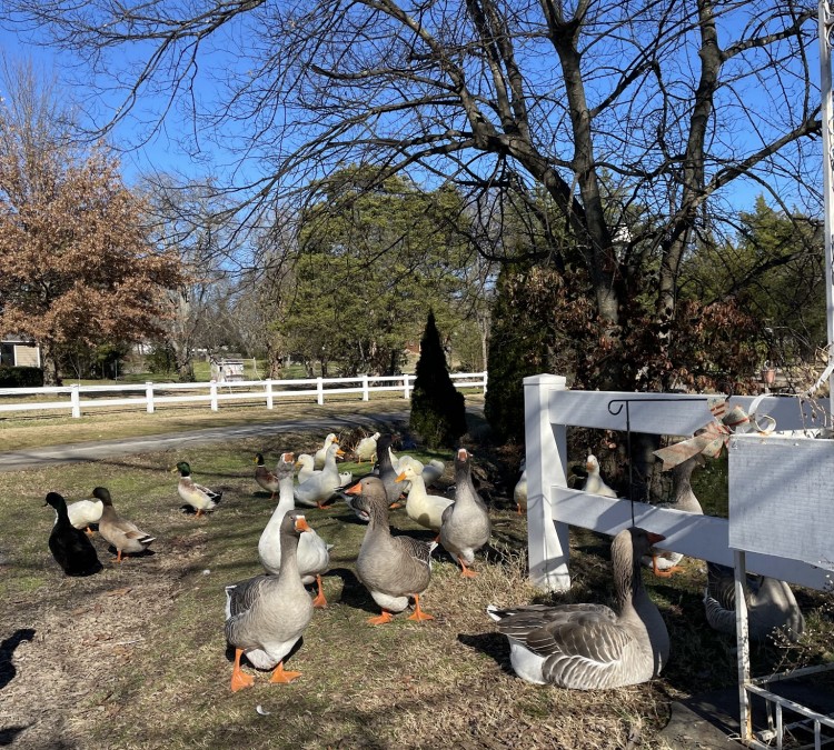 Duck Pond Park (Shelbyville,&nbspTN)